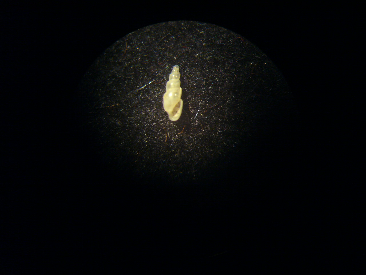 Habitat sconosciuto
